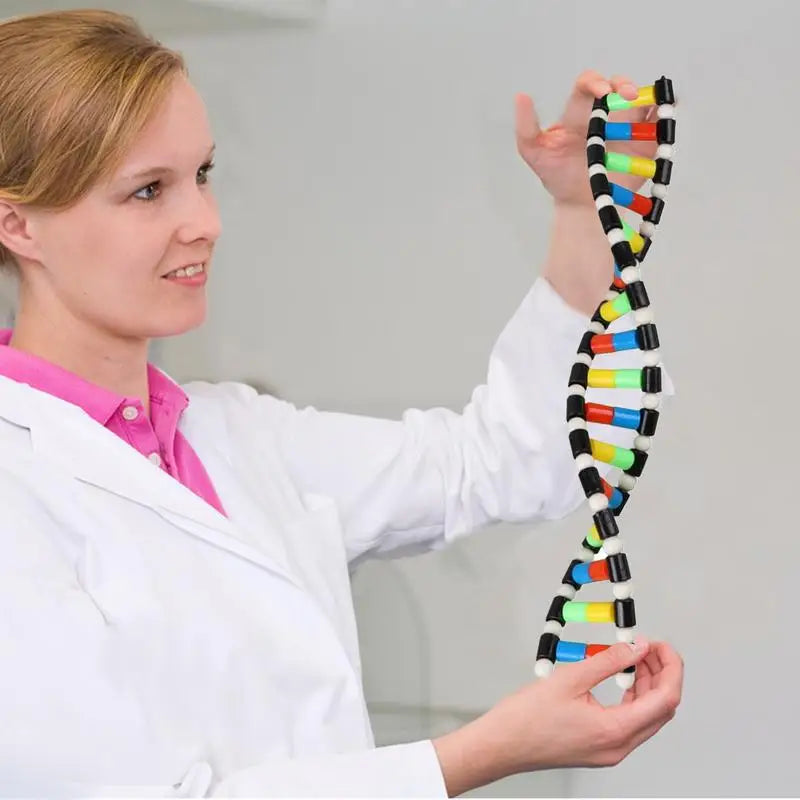DNA Model Kit Portable Assembly Double Helix Toys Preschool Science Toys Teaching Aids Learning And Educational Toys DNA Games